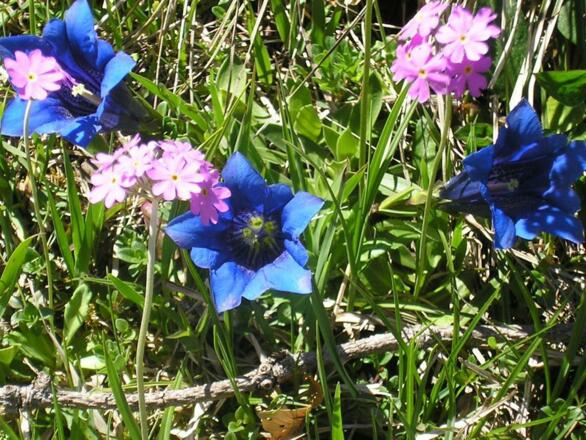 Enzian u. Mehlprimel