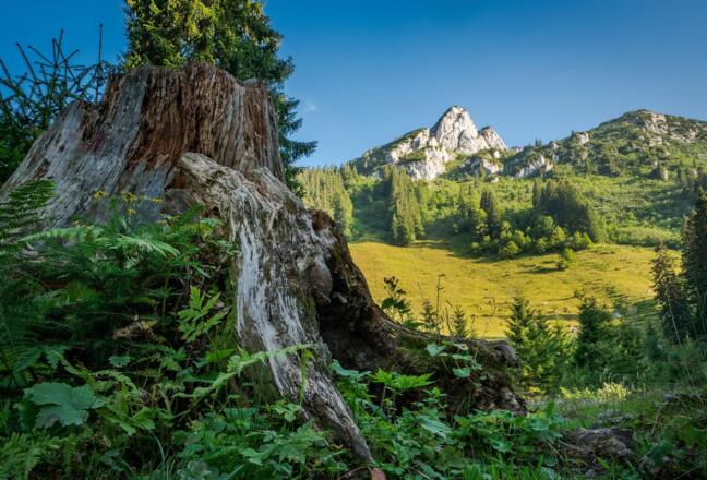 Kreuth und Umgebung Natur pur