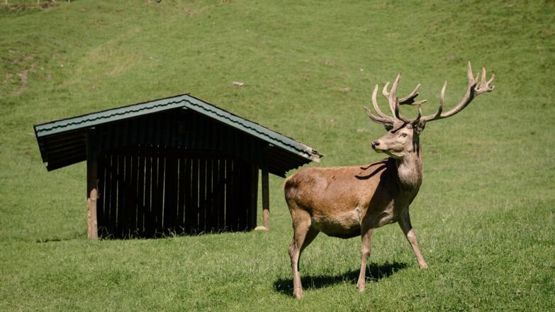 Wild- & Erlebnispark Ferleiten - ein Hirsch aus nächster Nähe