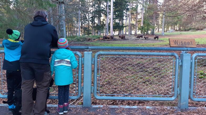 Tierfreigelände Wisent