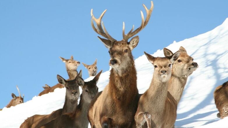 Wildpark Aurach