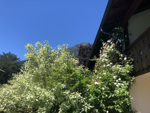 Blick durch Rosen auf den Kramer