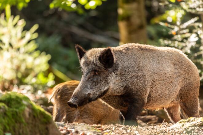 Wildschwein