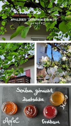Selbstgemachte Marmelade