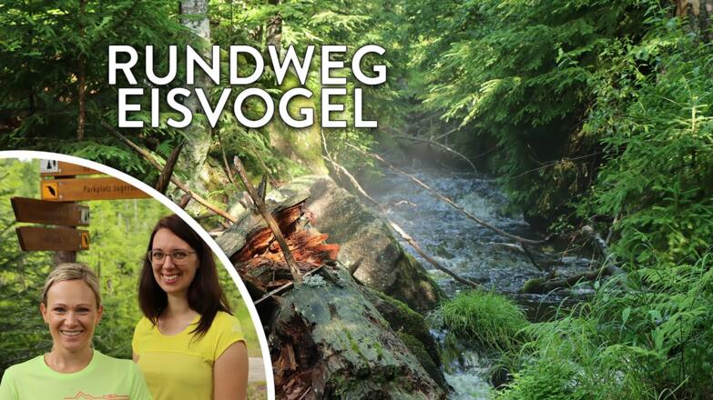 Unterwegs am Rundweg Eisvogel zur Großen Kanzel - Touren-Tipp im Nationalpark Bayerischer Wald