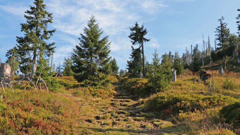 Wanderweg Auerhahn