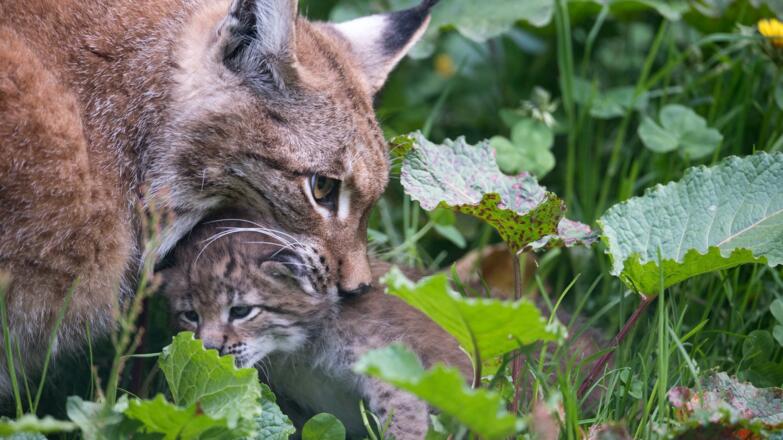 Wild- & Erlebnispark Ferleiten - Wildtiere beobachten aus nächster Nähe