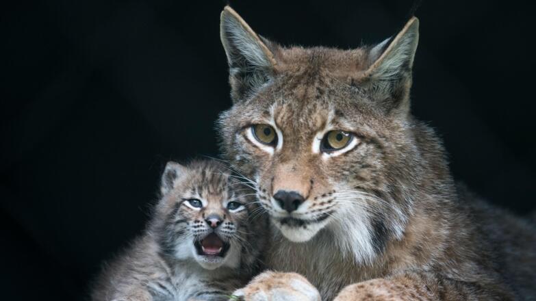 Wild & Erlebnispark Ferleiten - über 200 Wildtieren aus den Alpen und der ganzen Welt begegnen