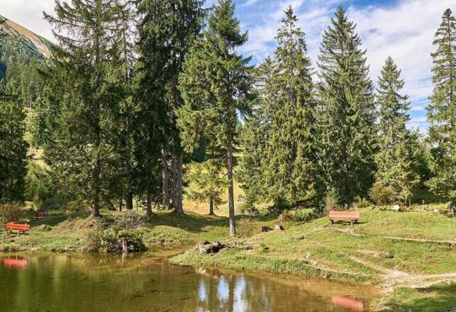Wald in Tannheim