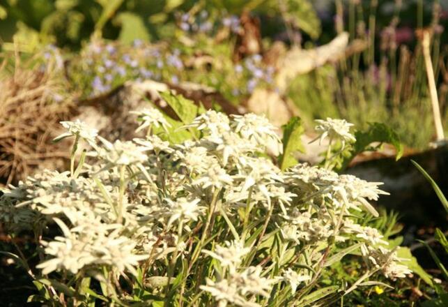 Edelweiss auch im Garten