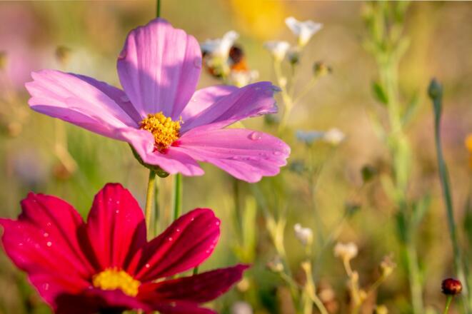 Blumenwiese am Campingplatz