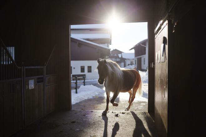 Haflinger Stall Hauserwirt Münster