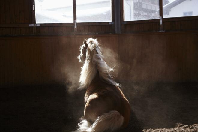 Haflinger Stall Münster Hauserwirt