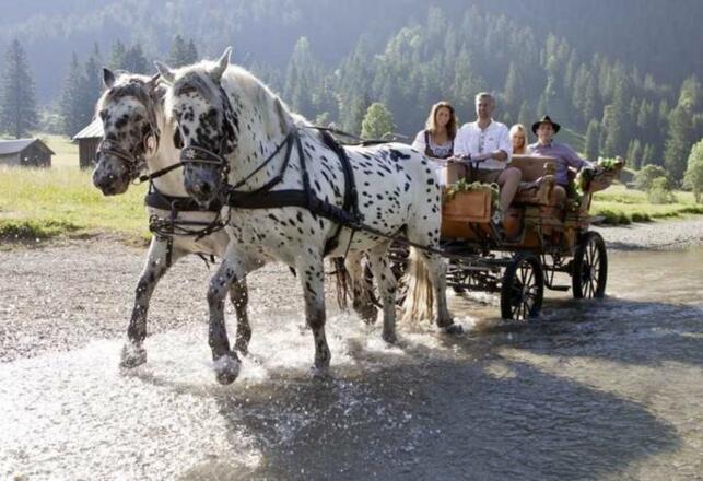 Lust auf eine Pferdekutschenfahrt? Abfahrt direkt bei uns am Hof möglich!