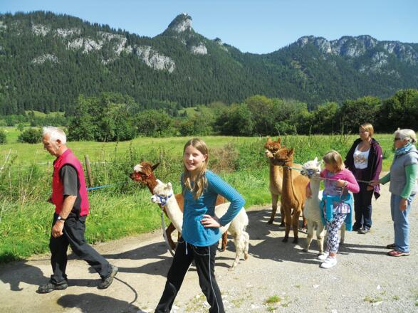 Wandern mit Alpakas