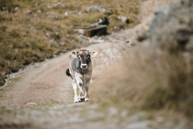 Kuh auf der Steinbergalm Inneralpbach