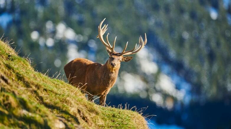 Wildpark Aurach