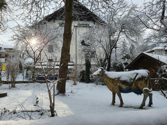 Winter Gartenblick mit Kuh Lieselotte