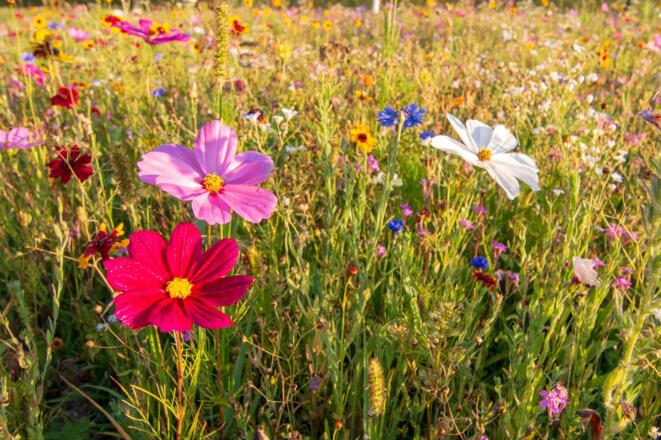 Blumenwiese am Camping Au an der Donau