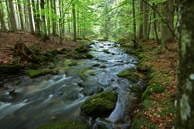 Sagwasser