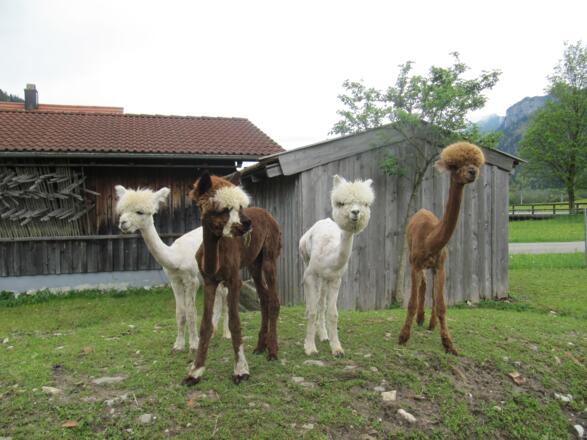 Allgäu Alpaka