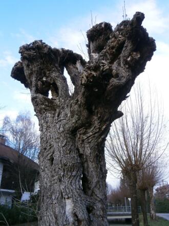 Auch die toten Bäume bleiben stehen solange sie niemanden gefährden