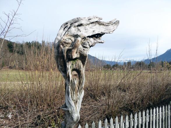 Der Wurzelgeist am Weg nach St. Wolfgang spielt mit dem Wind.