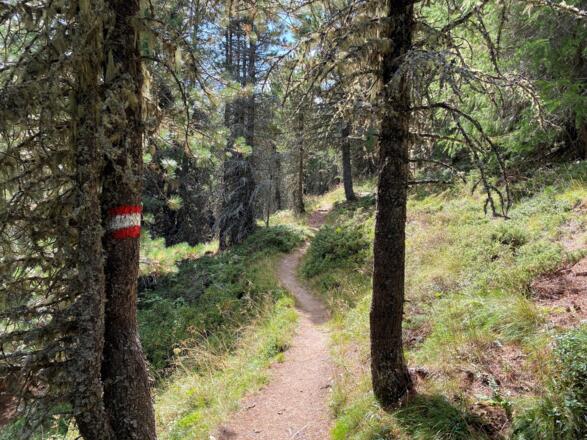 Weg durch den Wald