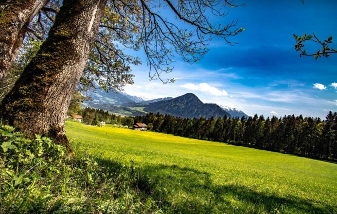 Frühling Höllenstein Münster