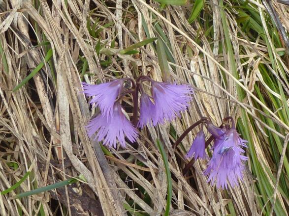 Eine Soldanella (Alpenglöckchen) am Wegesrand