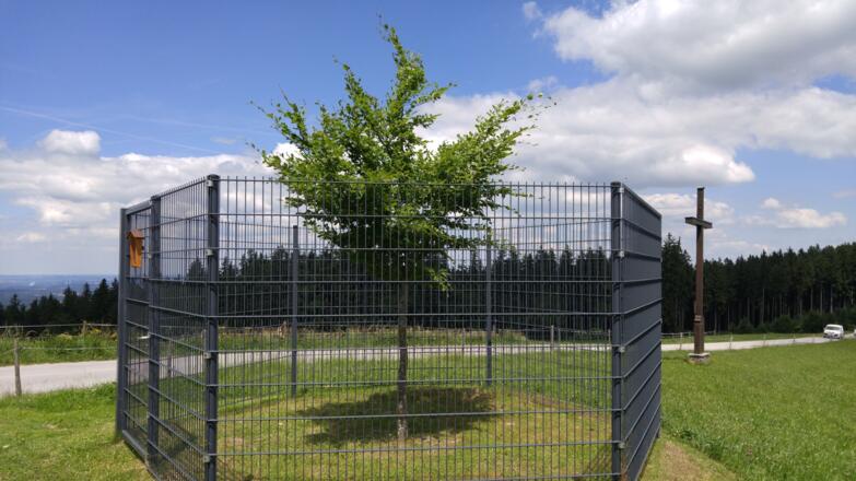 Die neue Kaiserbuche