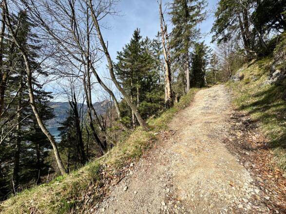 Aufstieg im Wald, die Forststraße wird immer enger und recht steil