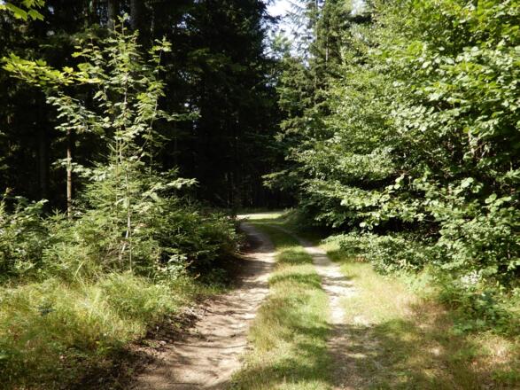 Waldweg am Michleggweg Schwarzenberg am Böhmerwald