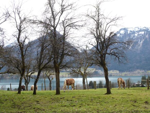 Ein exklusiver Weideplatz mit Seeblick für die Haflinger im Ortsteil Aschau .