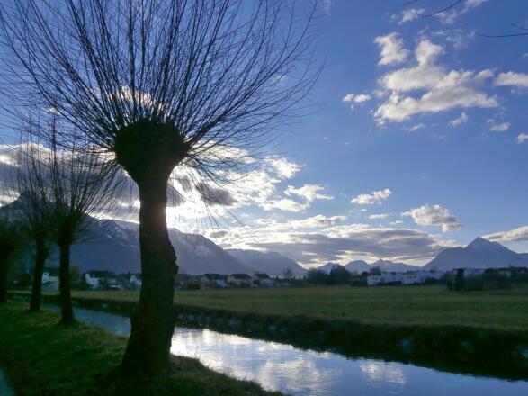 Kopfweiden am Almkanal