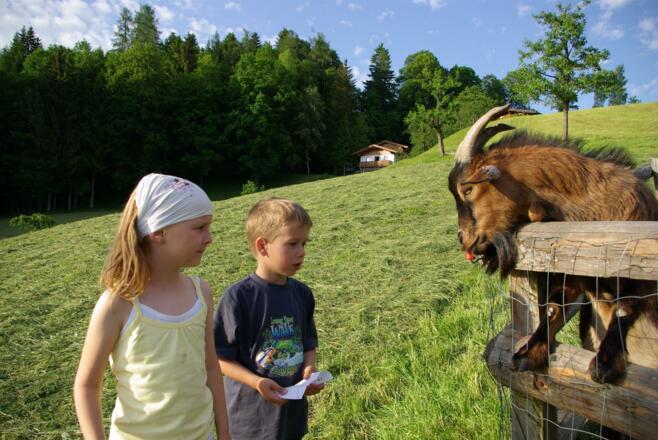 Ziegen am Pinzgerhof Kinder