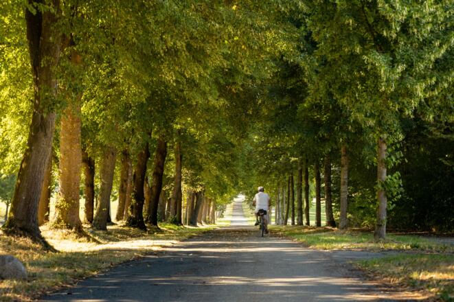 Baumallee_bei_Ziemetshausen