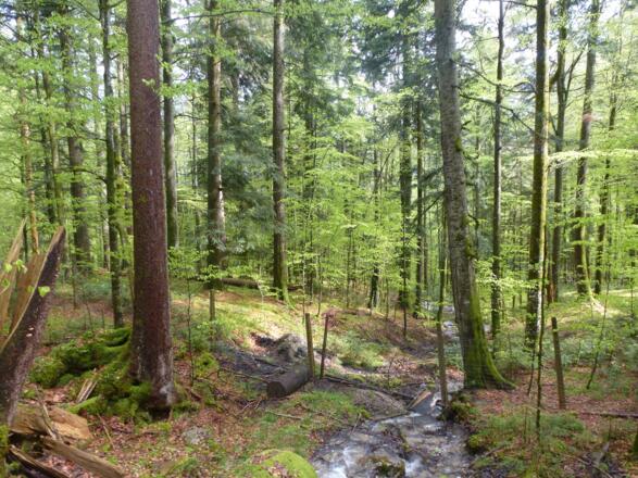 Abstieg durch den lindgrünen Wald