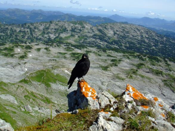Ausblick vom Hohen Ifen auf das Gottesacker