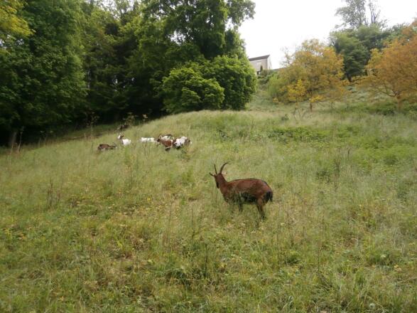 Ziegenweide am Westabhang