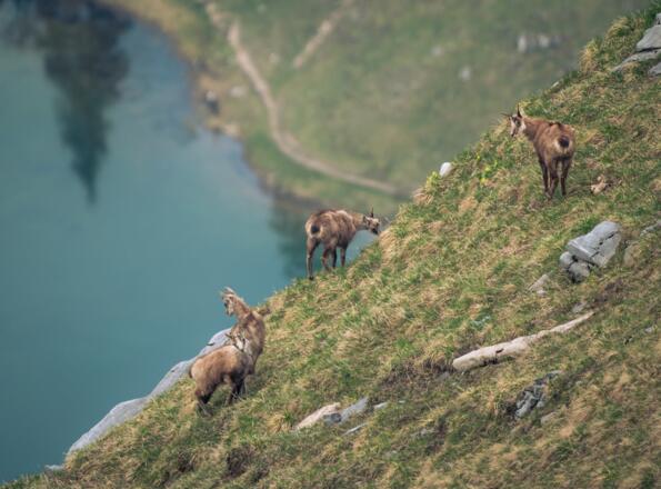 Gämsen über den Gaisalpseen