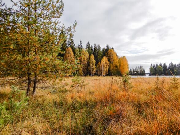 Bayrische Au Aigen-Schlägl Herbst