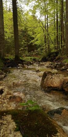 Bach Wald in Riedenberg