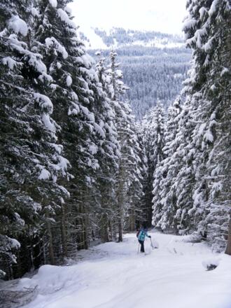 Waldschneise