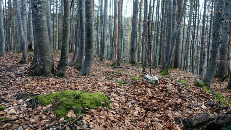 Pitschstein mit Jagakreuz 1088m