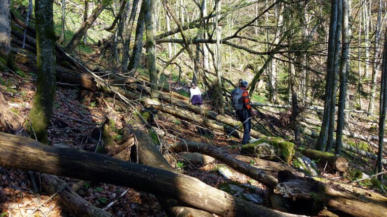 Windwurfstellen gibt es öfters...