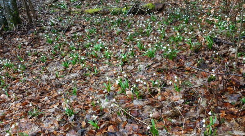 Frühlingsknotenblumen am Waldrand
