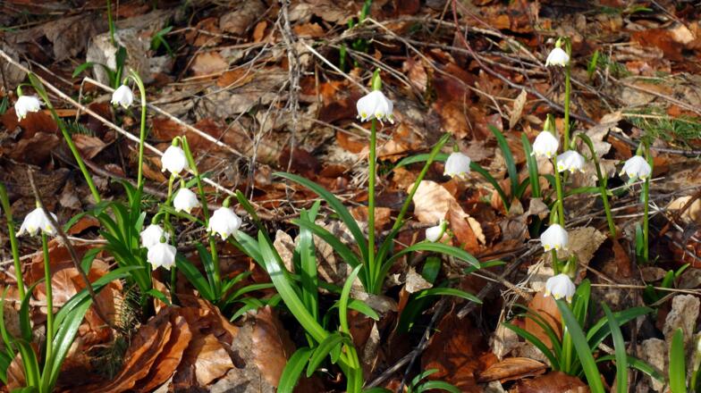 Frühlingsknotenblumen im Detail