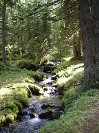 Aufstieg durch den Wald 2