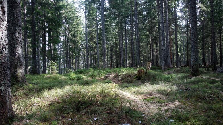 Tannberg 1282m, bewaldet.